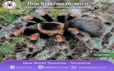 B hamorii female 12-13 cm tarantula